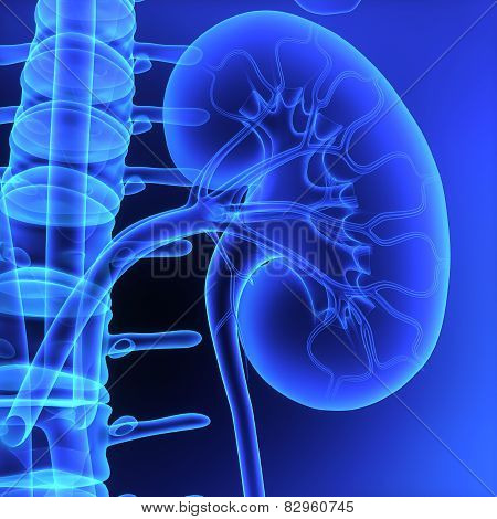 Kidney