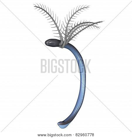 Ichthyophis Glutinosus