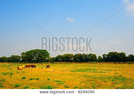 Paarden