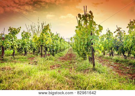 Croatia - vineyard on Istria peninsula. Agriculture on red soil.