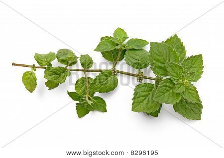 A Green Sprig Of Mint