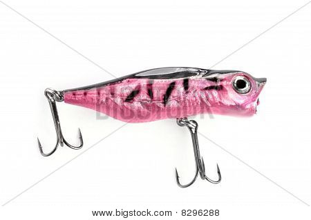 Rosa popper
