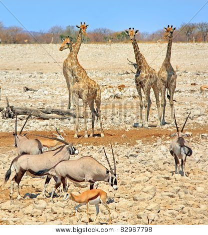 Giraffes and Gemsbok Oryx in Etosha