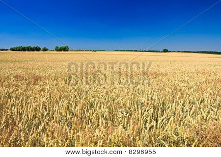Milharal