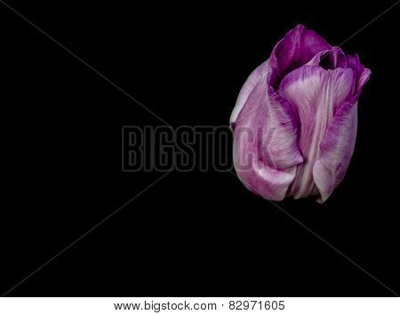 Lonely flower