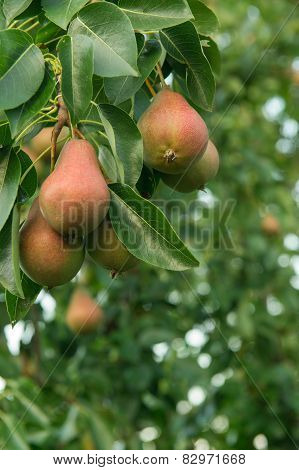 Ripe Pears On Pear Tree
