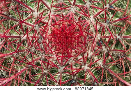 Red Thorn