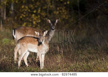 fallow deer