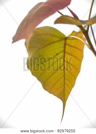 Cordate Leaf