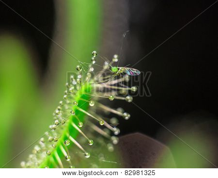 Little green fly catched by sundew