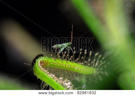 Green-fly and Sundew