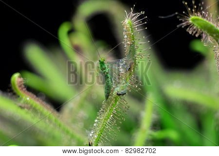 Chrysopidae trying to get out from sundew