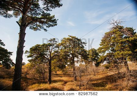 Grassland autumn scenery in China