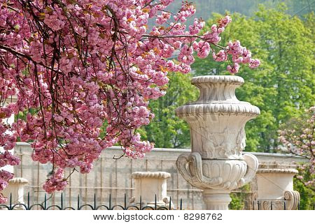 Blomster i Mirabel haven, Salzburg
