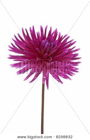 Única flor roxa de Dalia
