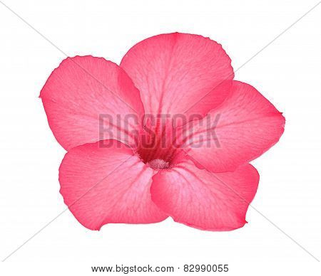 Desert Rose (adenium Obesum Flower) On White Background