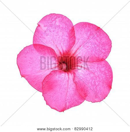Desert Rose (adenium Obesum Flower) On White Background