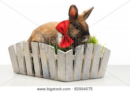 Brown bunny with bow tie is in white pot