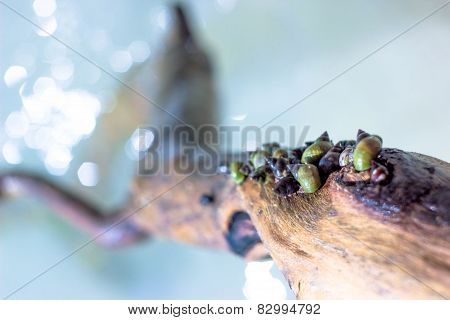 Snail wood water