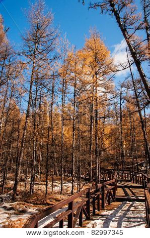 Grassland autumn scenery in China