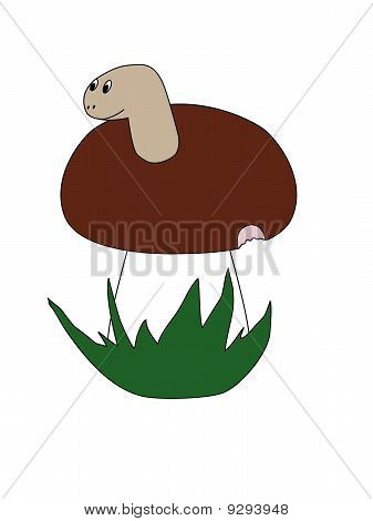 Mantar