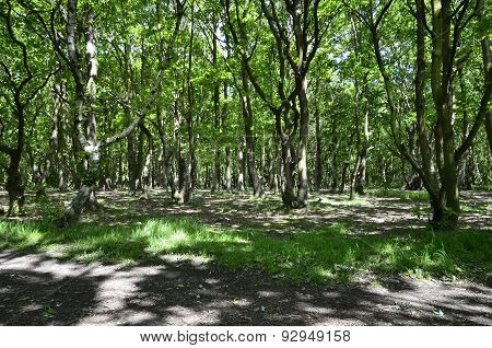 Forest