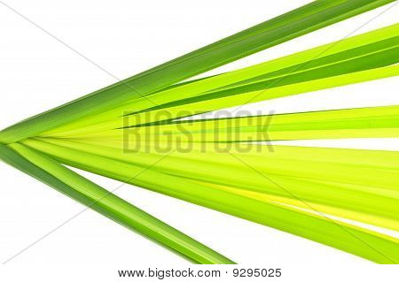 Multi-Shade zöld leveles Ciprus Papyrus(umbrella Plant)