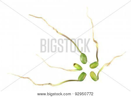 Green bean seedlings isolated on white