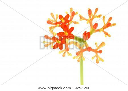 Virág a Jatropha Podagrica