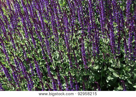 Salvia Nemorosa
