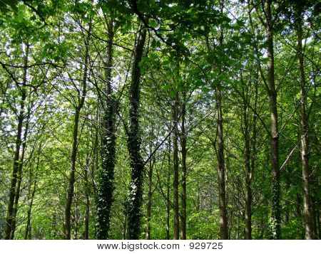 Foresta