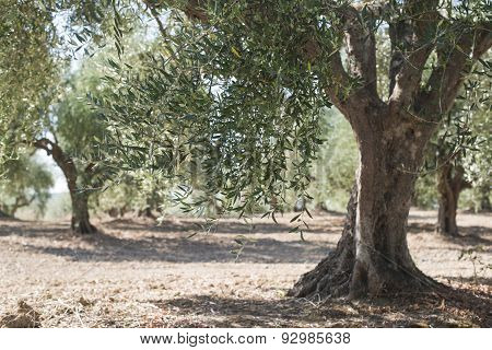 Olive Trees In Plantation