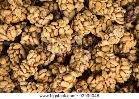 Civet cat poo containing digested coffee beans. Once roasted, the coffee - known as Kopi Luwak - fetches very high prices