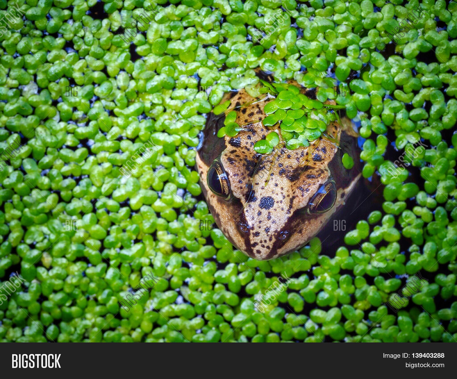 Frog Pond Covered Weed Image & Photo (Free Trial) Bigstock