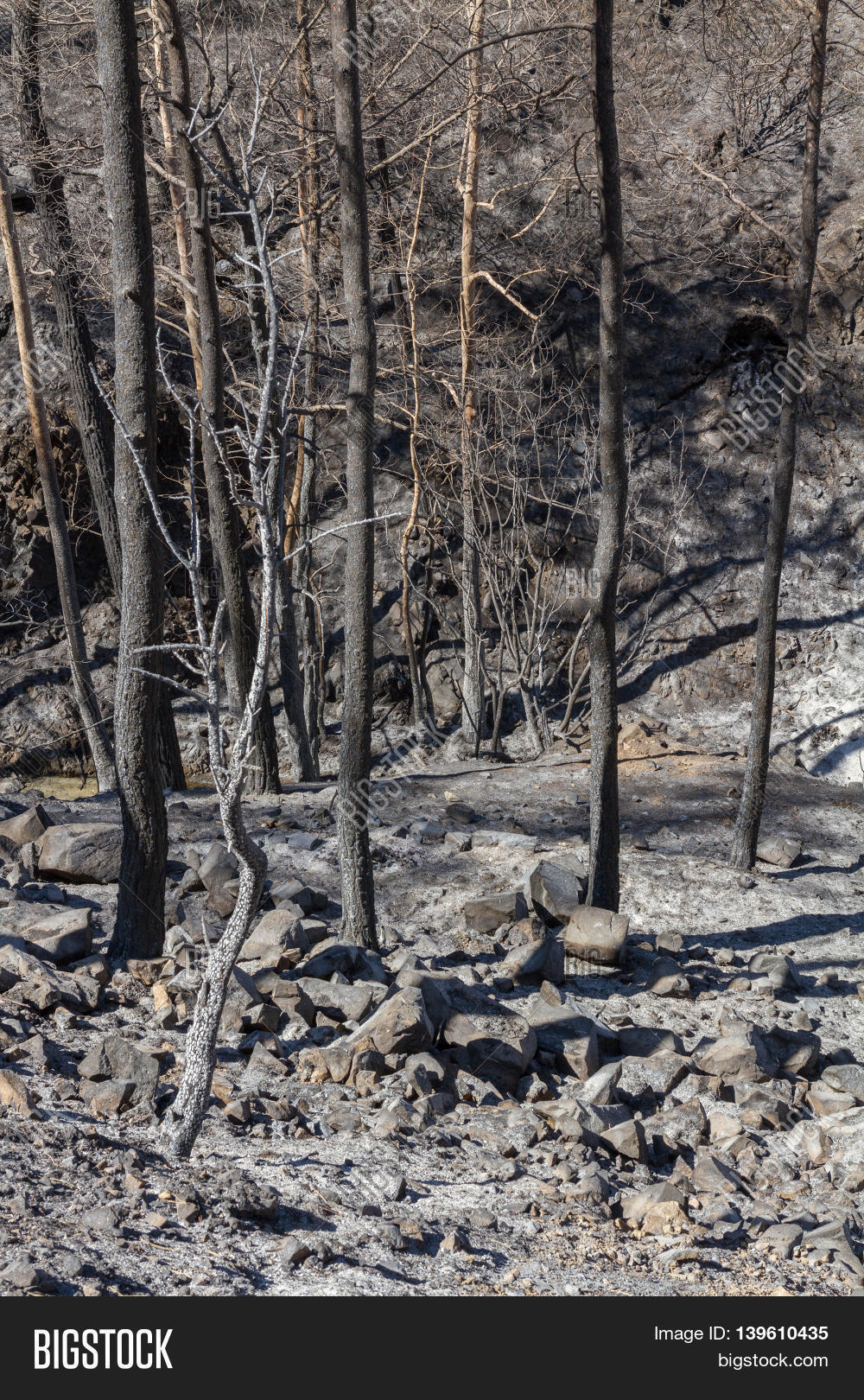Burned Trees Following Image & Photo (Free Trial) Bigstock