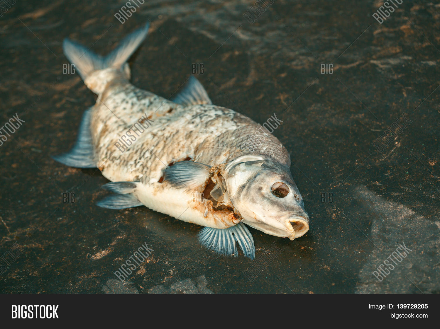 Bloated Dead Poisoned Image & Photo (Free Trial) Bigstock