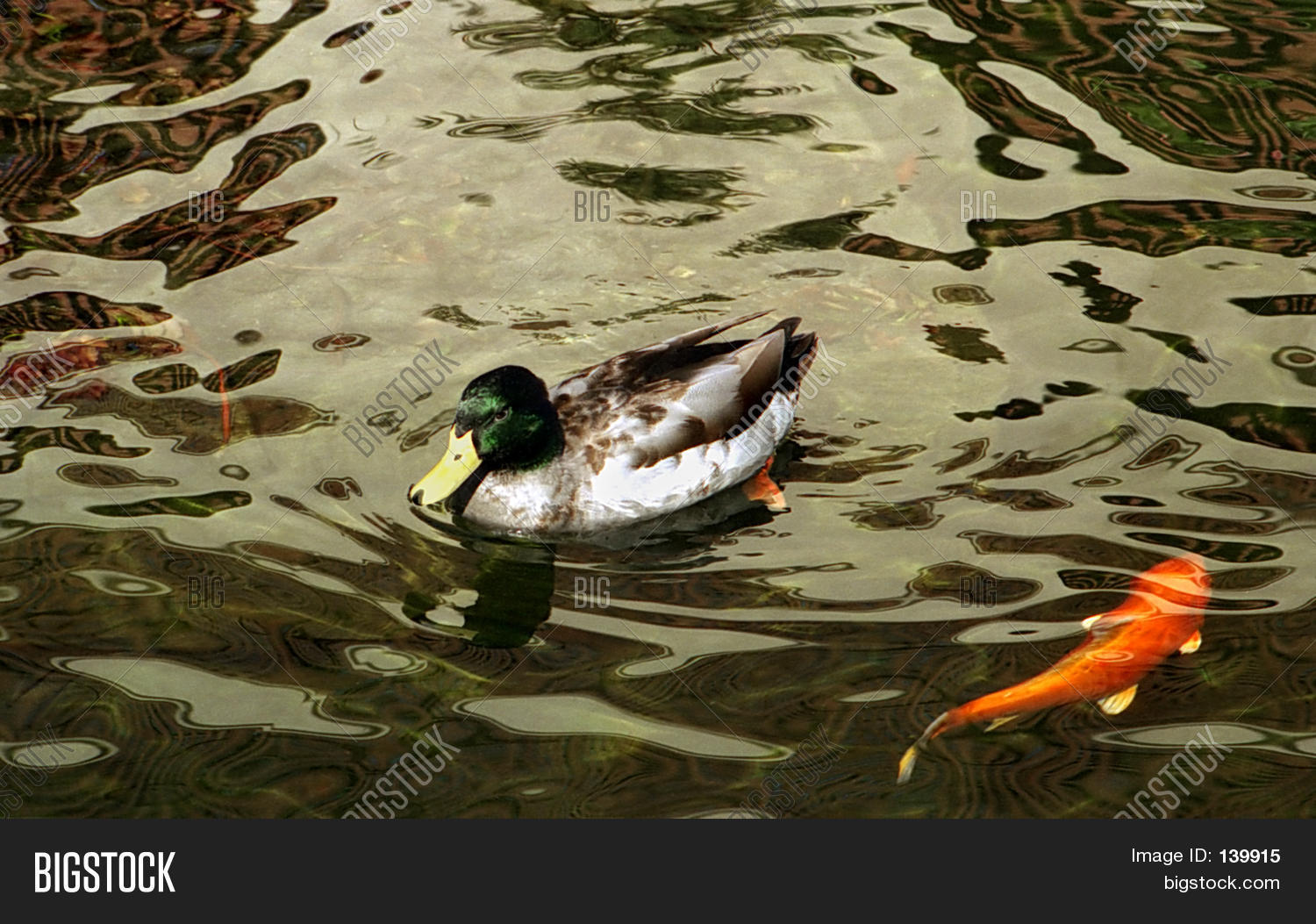 Duck Fish Image & Photo (Free Trial) Bigstock