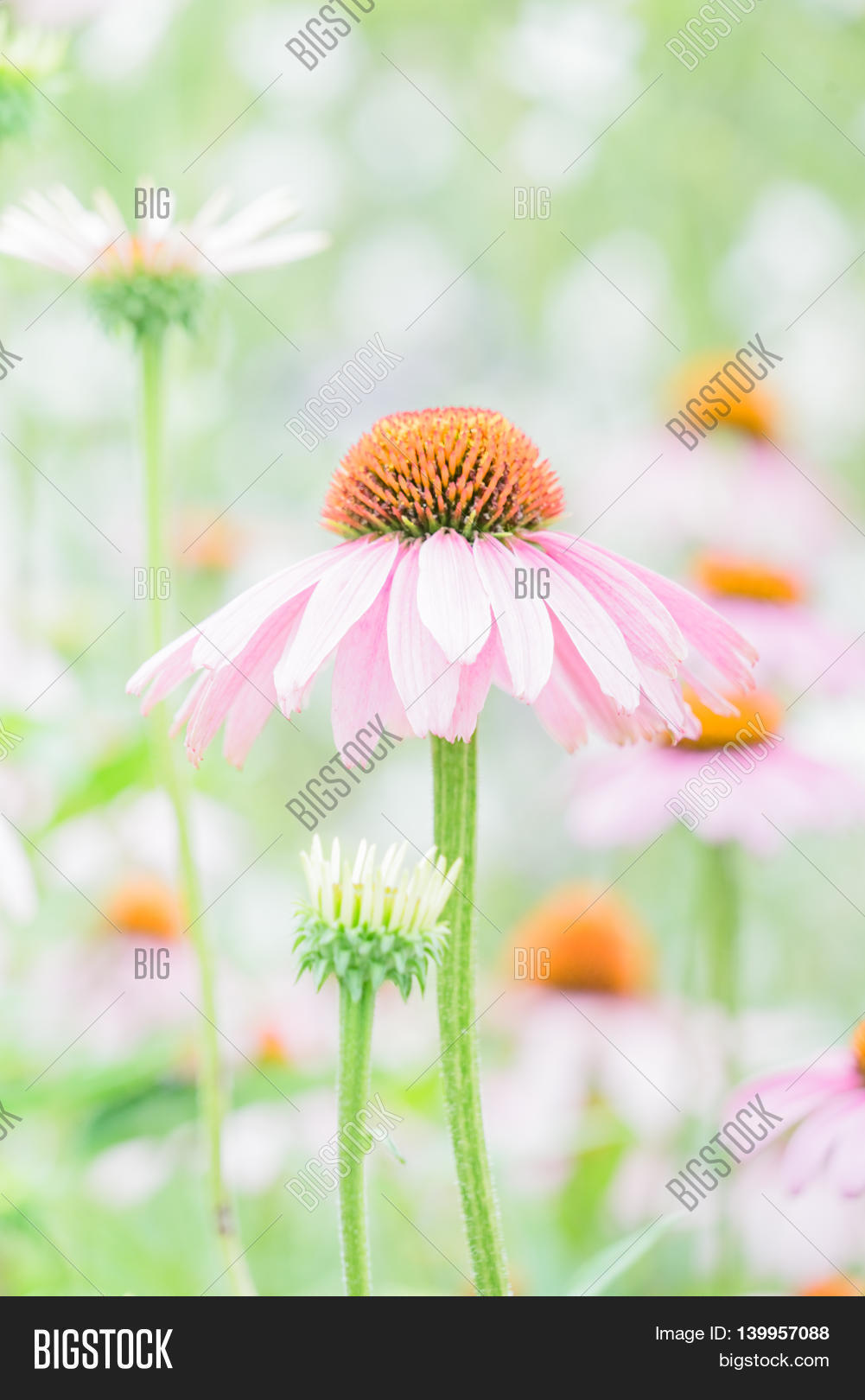 Pink Daisy Drooping Image & Photo (Free Trial) Bigstock