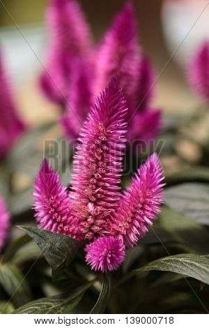 Purple pink flower of Celosia, also known as cockscomb or woolflowers, bloom in Africa, Mexico and even China as a perennial in gardens in summer.