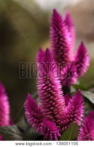 Purple pink flower of Celosia, also known as cockscomb or woolflowers, bloom in Africa, Mexico and even China as a perennial in gardens in summer.