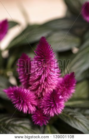 Purple pink flower of Celosia, also known as cockscomb or woolflowers, bloom in Africa, Mexico and even China as a perennial in gardens in summer.