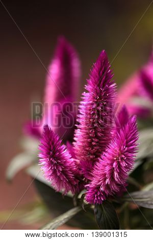 Purple pink flower of Celosia, also known as cockscomb or woolflowers, bloom in Africa, Mexico and even China as a perennial in gardens in summer.