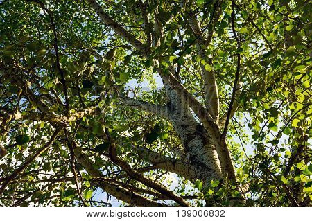 High tree with white bark (aspen poplar birch). bottom view