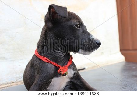 black village dog,sitting and watching the street