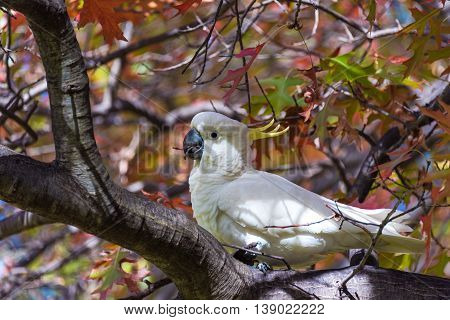 Sulphur crested Cockatoo on a tree with autumn leaves. White and yellow bird on autumn background