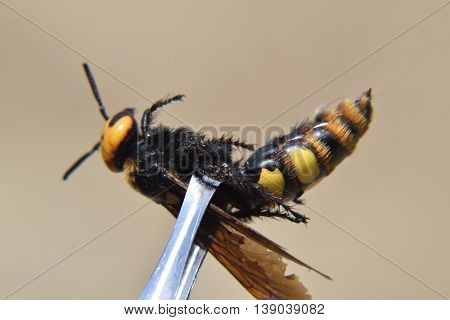 Megascolia Maculata. The Mammoth Wasp.
