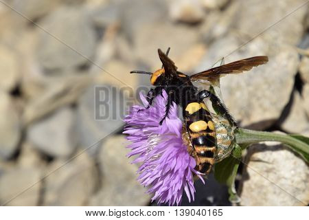 Megascolia Maculata. The Mammoth Wasp.
