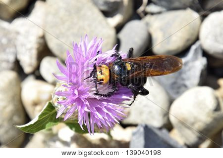 Megascolia Maculata. The Mammoth Wasp.