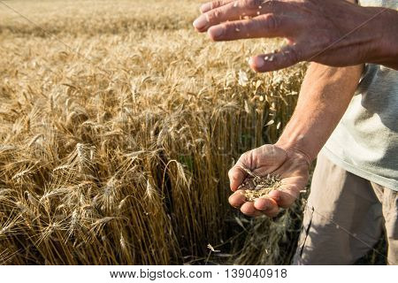 Hands of the grain-grower against a wheaten field