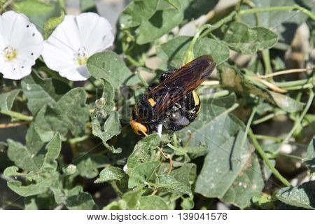 Megascolia Maculata. The Mammoth Wasp.